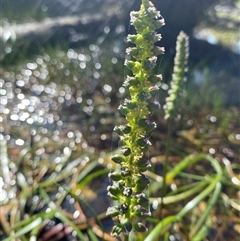 Cycnogeton microtuberosum (Eastern Water-ribbons) at Bodalla, NSW - 22 Feb 2025 by Tapirlord