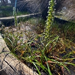 Cycnogeton microtuberosum at Bodalla, NSW - 22 Feb 2025 04:31 PM