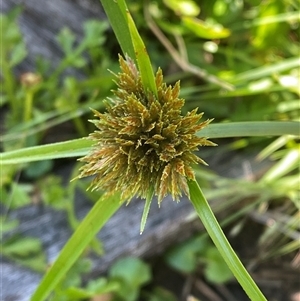 Cyperus polystachyos at Bodalla, NSW - 22 Feb 2025 04:30 PM