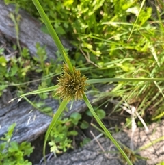 Cyperus polystachyos at Bodalla, NSW - 22 Feb 2025 04:30 PM