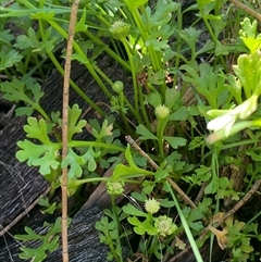 Leptinella longipes at Bodalla, NSW - 22 Feb 2025 by Tapirlord