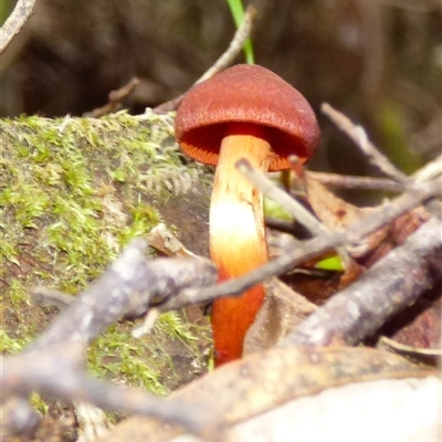 Unverified Cap on a stem; gills below cap [mushrooms or mushroom-like] at Wellington Park, TAS - 16 May 2025 by VanessaC