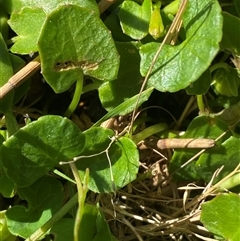 Viola banksii at Bodalla, NSW - 22 Feb 2025 04:29 PM