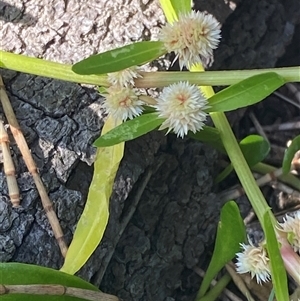 Alternanthera denticulata at Bodalla, NSW - 22 Feb 2025 04:29 PM