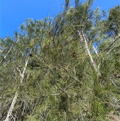 Casuarina glauca at Bodalla, NSW - 22 Feb 2025 04:27 PM
