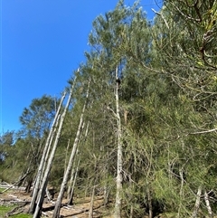 Casuarina glauca at Bodalla, NSW - 22 Feb 2025 04:27 PM