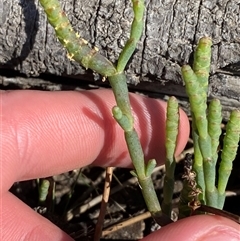 Sarcocornia quinqueflora subsp. quinqueflora (Beaded Glasswort) at Bodalla, NSW - 22 Feb 2025 by Tapirlord