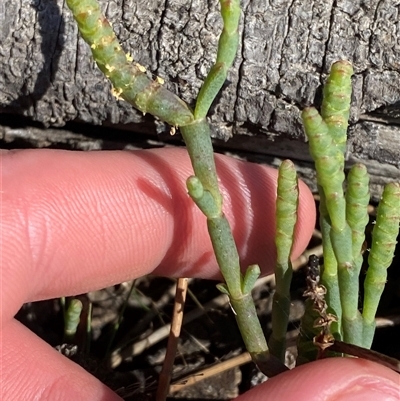 Sarcocornia quinqueflora subsp. quinqueflora (Beaded Glasswort) at Bodalla, NSW - 22 Feb 2025 by Tapirlord