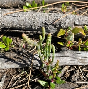 Sarcocornia quinqueflora subsp. quinqueflora at Bodalla, NSW - 22 Feb 2025 04:26 PM