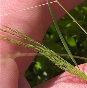 Lachnagrostis filiformis at Bodalla, NSW - 22 Feb 2025 04:26 PM