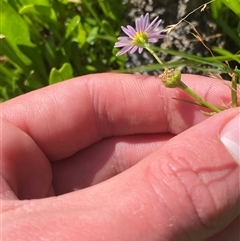 Brachyscome graminea at Bodalla, NSW - 22 Feb 2025 04:26 PM