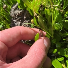 Brachyscome graminea at Bodalla, NSW - 22 Feb 2025 04:26 PM