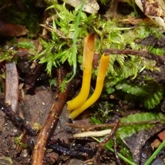 Clavulinopsis amoena at Wellington Park, TAS - 16 May 2025 by VanessaC