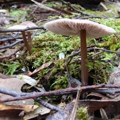 Unverified Cap on a stem; gills below cap [mushrooms or mushroom-like] at Wellington Park, TAS - 16 May 2025 by VanessaC