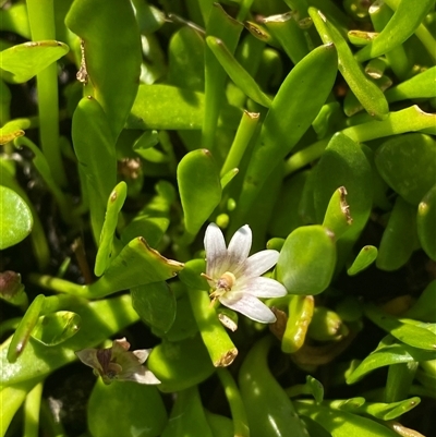 Goodenia radicans (Shiny Swamp-mat) at Bodalla, NSW - 22 Feb 2025 by Tapirlord