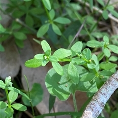 Galium leiocarpum at Bodalla, NSW - 22 Feb 2025 04:24 PM