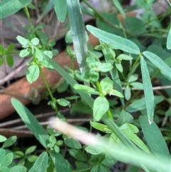 Galium leiocarpum at Bodalla, NSW - 22 Feb 2025 04:24 PM