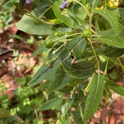 Solanum stelligerum (Devil's Needles) at Bodalla, NSW - 22 Feb 2025 by Tapirlord