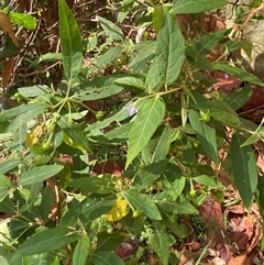 Solanum stelligerum at Bodalla, NSW - 22 Feb 2025 04:23 PM