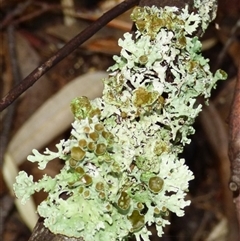 Unverified Lichen at Wellington Park, TAS - 16 May 2025 by VanessaC