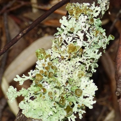 Unverified Lichen at Wellington Park, TAS - 16 May 2025 by VanessaC