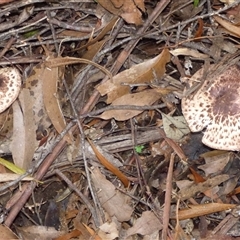 Agaricus sp. (Agaricus) at Wellington Park, TAS - 16 May 2025 by VanessaC