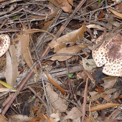 Agaricus sp. (Agaricus) at Wellington Park, TAS - 16 May 2025 by VanessaC