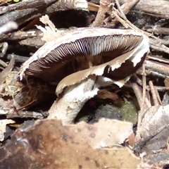 Agaricus sp. at Wellington Park, TAS - 16 May 2025 04:13 PM