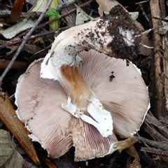 Agaricus sp. at Wellington Park, TAS - 16 May 2025 04:13 PM