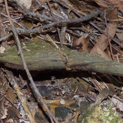 Ganoderma at Fern Tree, TAS - 16 May 2025 by VanessaC
