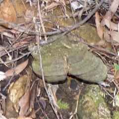 Ganoderma at Fern Tree, TAS - 16 May 2025 04:16 PM
