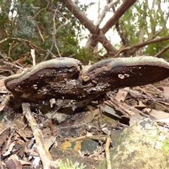 Ganoderma at Fern Tree, TAS - 16 May 2025 04:16 PM