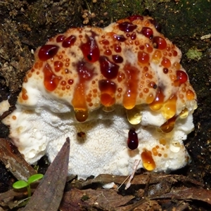 Unverified Fungus at Fern Tree, TAS - Today by VanessaC