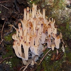 Artomyces sp. (A coral fungus) at Fern Tree, TAS - 16 May 2025 by VanessaC