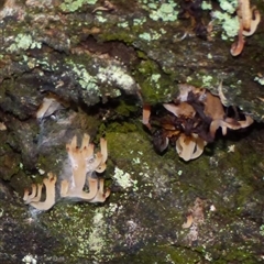 Artomyces sp. at Fern Tree, TAS - 16 May 2025 05:11 PM