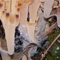 Artomyces sp. at Fern Tree, TAS - 16 May 2025 05:11 PM
