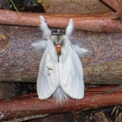 Trichiocercus sparshalli at Fern Tree, TAS - 16 May 2025 05:01 PM