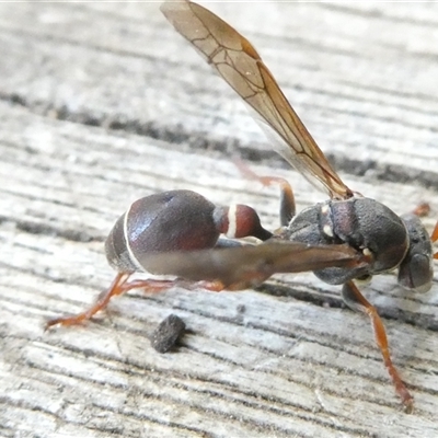Ropalidia plebeiana (Small brown paper wasp) at Belconnen, ACT - 24 Apr 2025 by JohnGiacon