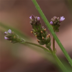 Verbena incompta at O'Connor, ACT - 10 Mar 2025 09:59 AM