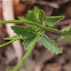 Verbena incompta at O'Connor, ACT - 10 Mar 2025 09:59 AM