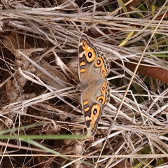 Junonia villida (Meadow Argus) at O'Connor, ACT - 10 Mar 2025 by ConBoekel