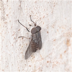 Dasybasis sp. (genus) (A march fly) at O'Connor, ACT - 10 Mar 2025 by ConBoekel