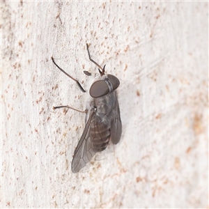 Unverified March or Horse fly (Tabanidae) at O'Connor, ACT - 10 Mar 2025 by ConBoekel