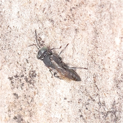 Larrini (Tribe) (Sand Wasp) at O'Connor, ACT - 10 Mar 2025 by ConBoekel