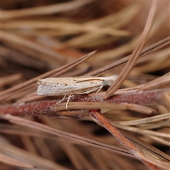 Culladia cuneiferellus (Crambinae moth) at O'Connor, ACT - 10 Mar 2025 by ConBoekel