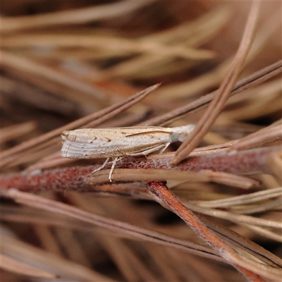 Culladia cuneiferellus (Crambinae moth) at O'Connor, ACT - 10 Mar 2025 by ConBoekel