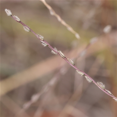 Unverified Grass at O'Connor, ACT - 10 Mar 2025 by ConBoekel