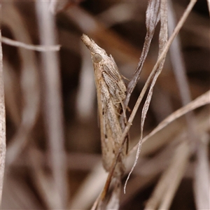 Faveria tritalis at O'Connor, ACT - 10 Mar 2025 by ConBoekel