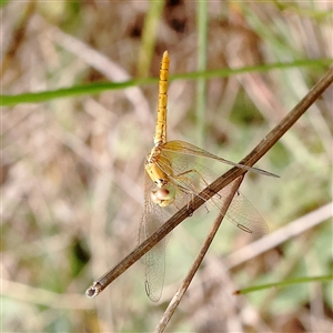 Unverified Dragonfly (Anisoptera) at O'Connor, ACT - 10 Mar 2025 by ConBoekel