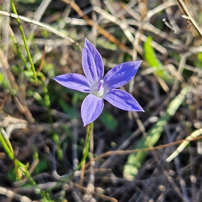 Wahlenbergia capillaris (Tufted Bluebell) at Whitlam, ACT - 10 May 2025 by sangio7